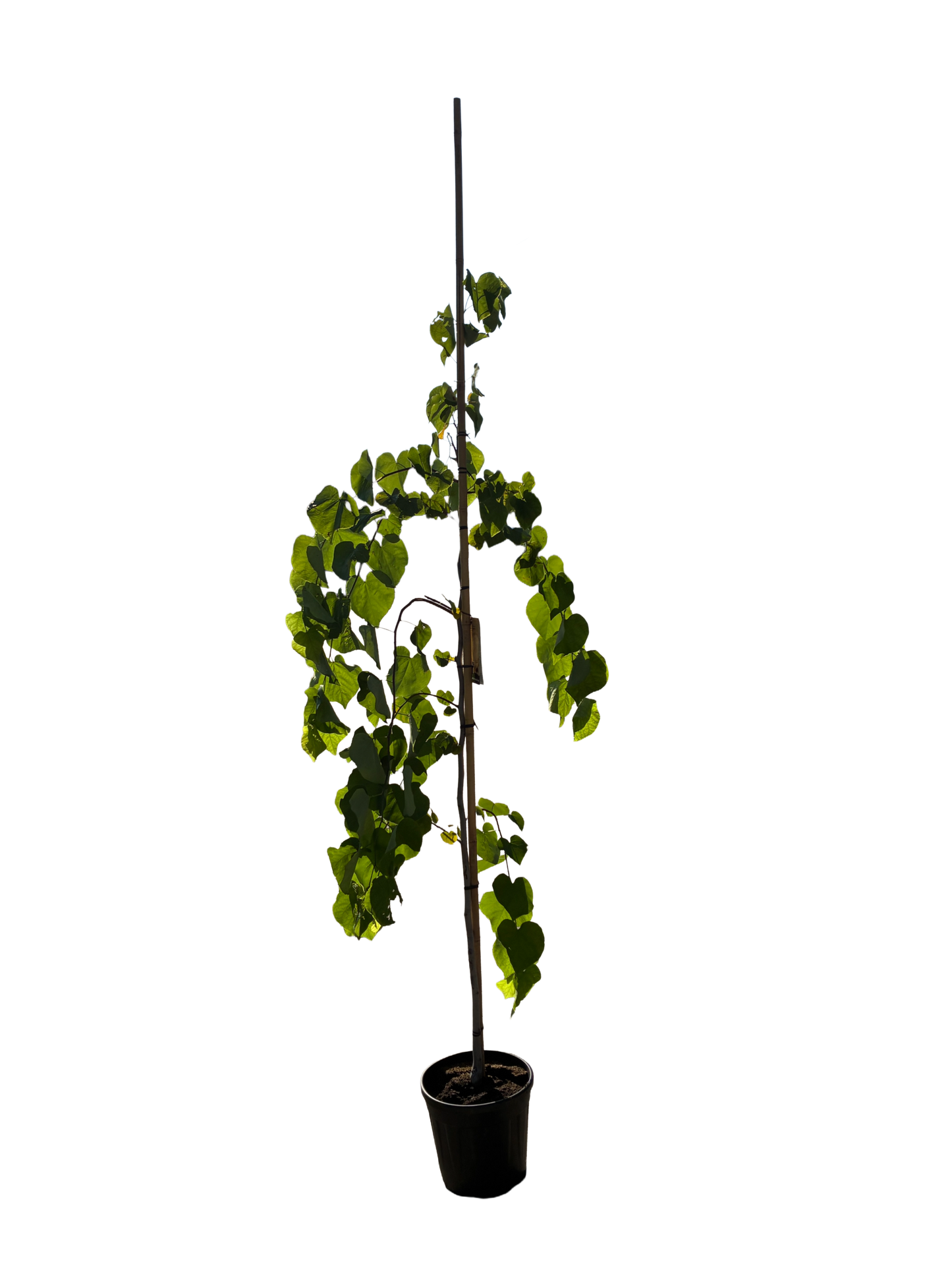 Amerikaanse Judasboom | Cercis canadensis 'Vanilla Twist'