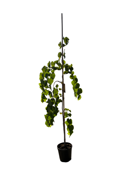 Amerikaanse Judasboom | Cercis canadensis 'Vanilla Twist'