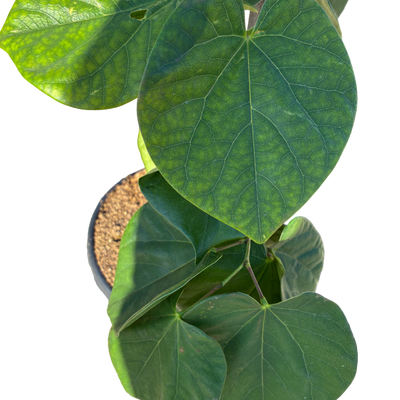 Chinese Judasboom | Cercis chinensis 'Avondale'