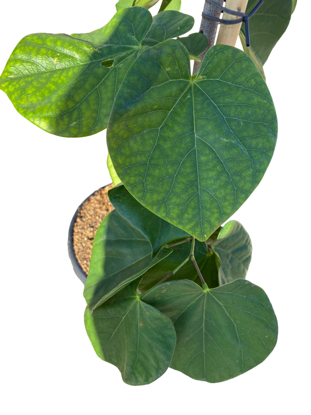 Chinese Judasboom | Cercis chinensis 'Avondale'