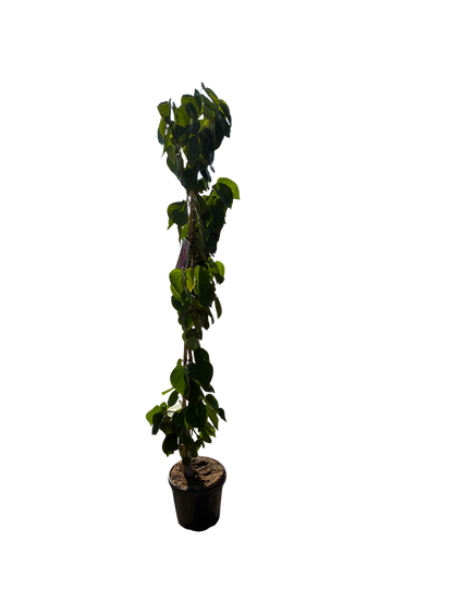 Chinese Judasboom | Cercis chinensis 'Avondale'