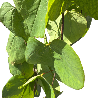 Amerikaanse Judasboom | Cercis canadensis 'Golden Falls' ®