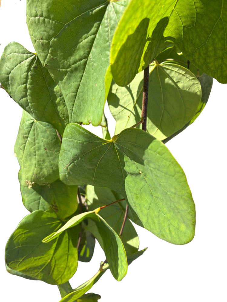 Amerikaanse Judasboom | Cercis canadensis 'Golden Falls' ®