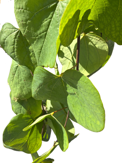 Amerikaanse Judasboom | Cercis canadensis 'Golden Falls' ®