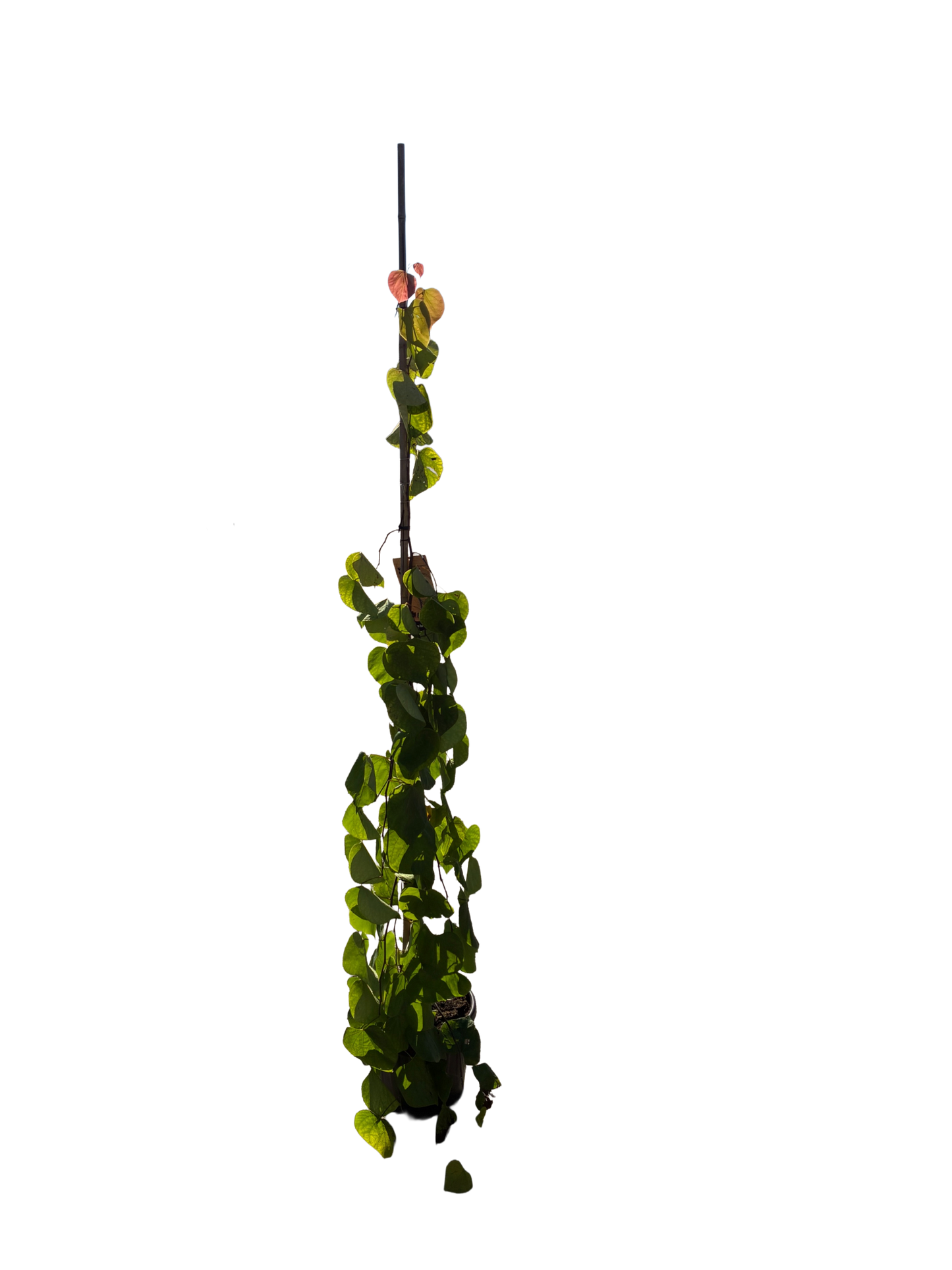 Amerikaanse Judasboom | Cercis canadensis 'Golden Falls' ®