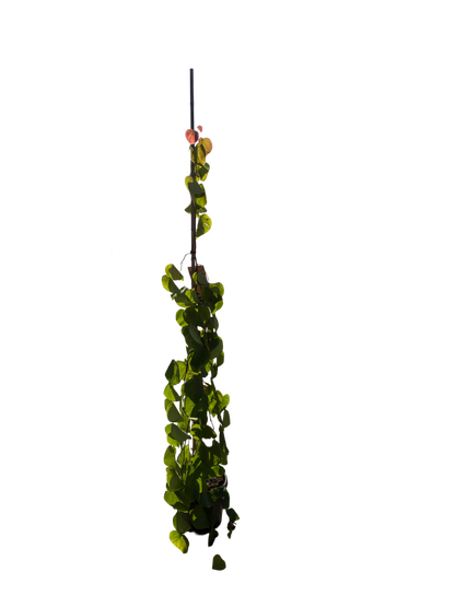 Amerikaanse Judasboom | Cercis canadensis 'Golden Falls' ®