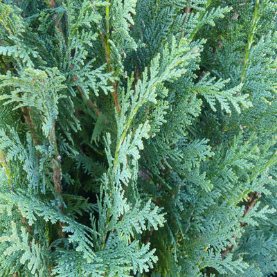 Blauwe californische Cipres | Chamaecyparis lawsoniana 'Columnaris'