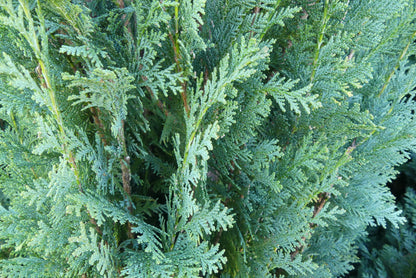 Blauwe californische Cipres | Chamaecyparis lawsoniana 'Columnaris'