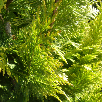 Schijncipres | Chamaecyparis lawsoniana 'Ivonne'