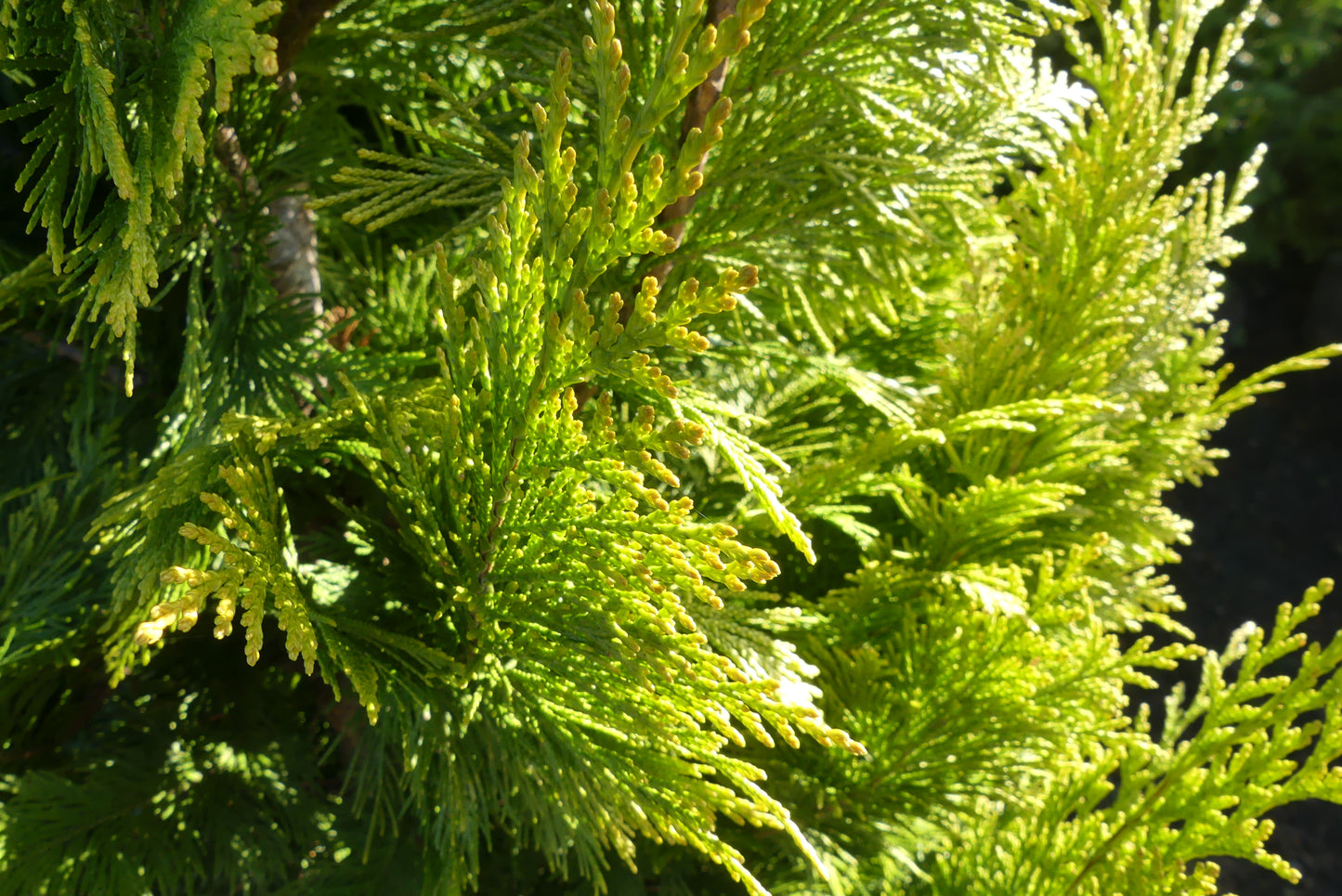 Schijncipres | Chamaecyparis lawsoniana 'Ivonne'