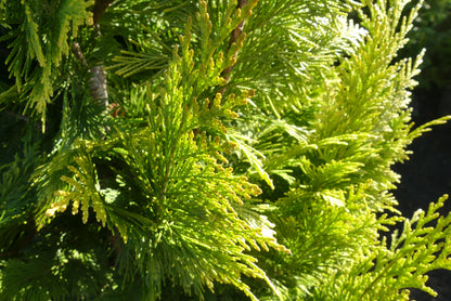 Schijncipres | Chamaecyparis lawsoniana 'Ivonne'