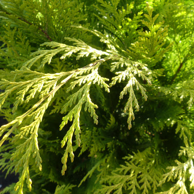 Schijncipres | Chamaecyparis lawsoniana 'Stardust'