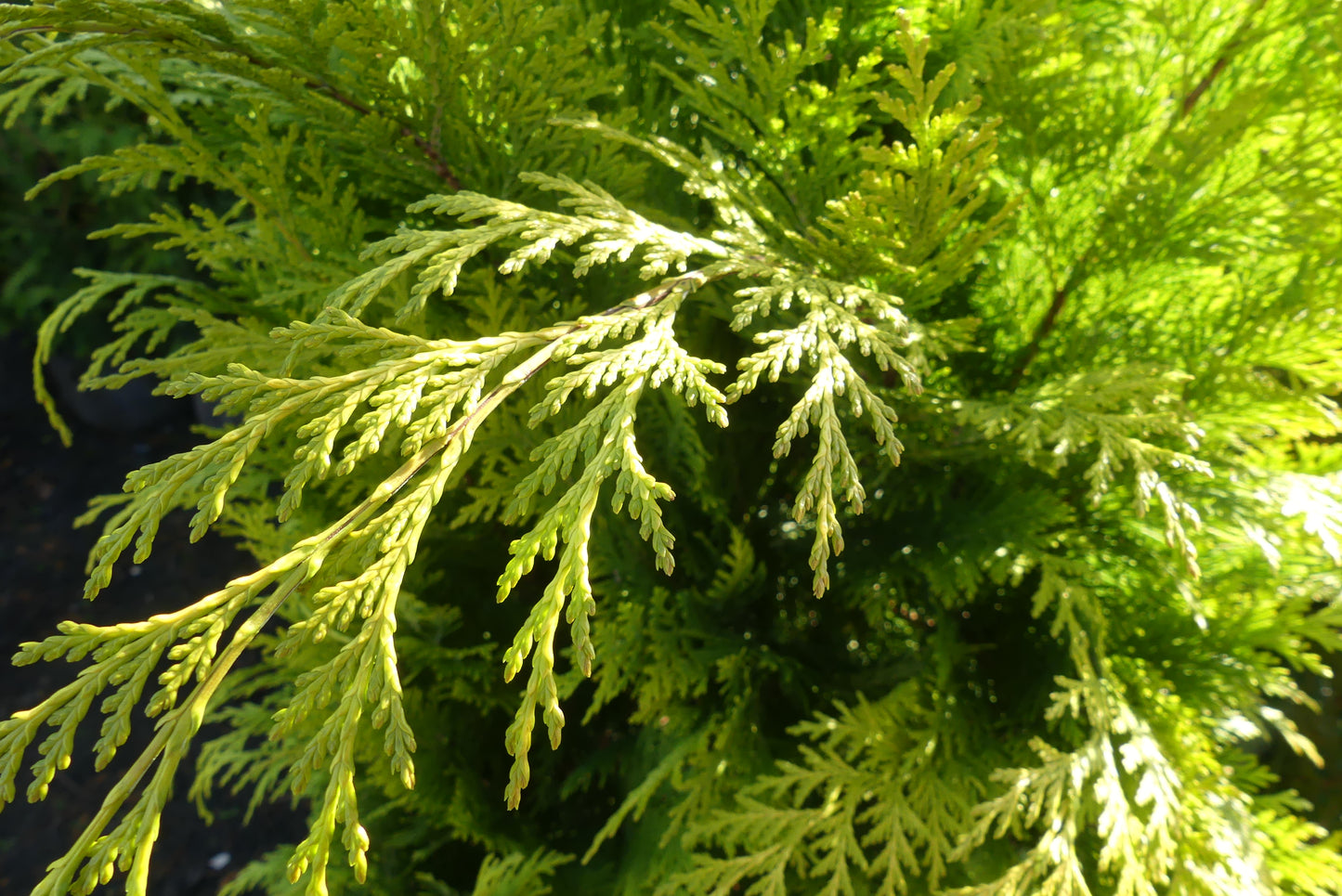 Schijncipres | Chamaecyparis lawsoniana 'Stardust'