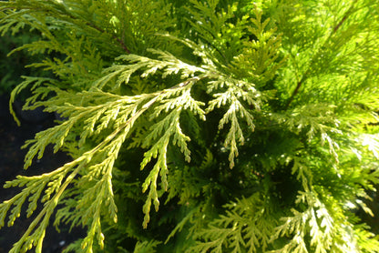 Schijncipres | Chamaecyparis lawsoniana 'Stardust'