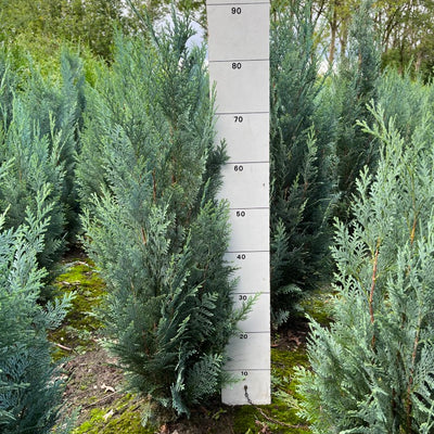 Blauwe californische Cipres | Chamaecyparis lawsoniana 'Columnaris'