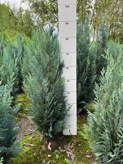 Blauwe californische Cipres | Chamaecyparis lawsoniana 'Columnaris'