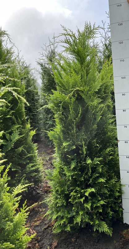 Schijncipres | Chamaecyparis lawsoniana 'Stardust'