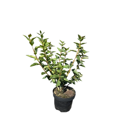 Chinees klokje | Forsythia 'Goldrausch'