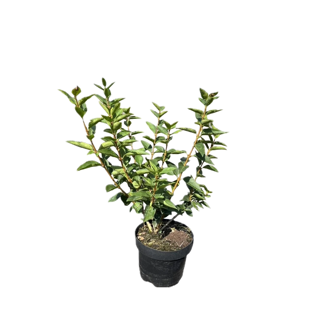 Chinees klokje | Forsythia 'Goldrausch'