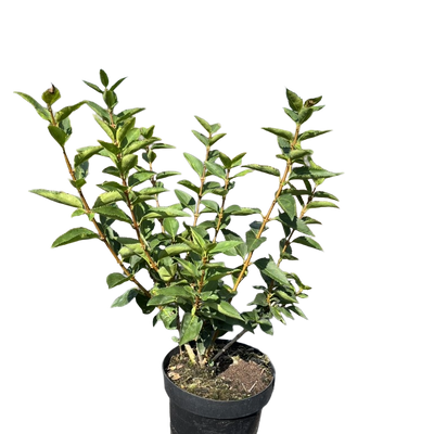 Chinees klokje | Forsythia 'Goldrausch'