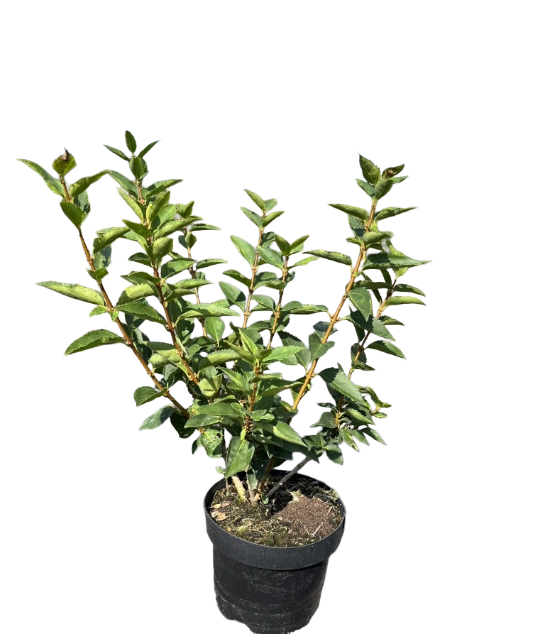 Chinees klokje | Forsythia 'Goldrausch'