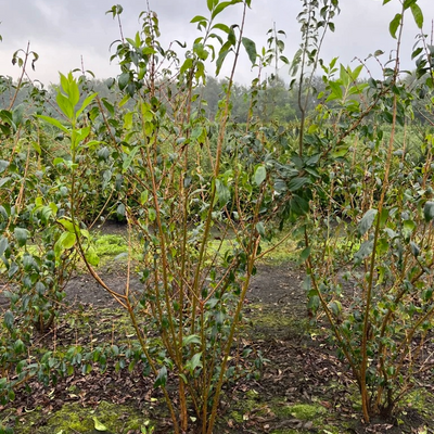 Chinees klokje | Forsythia intermedia 'Spectabilis'