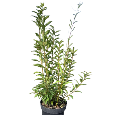 Chinees Klokje | Forsythia int. Week-End