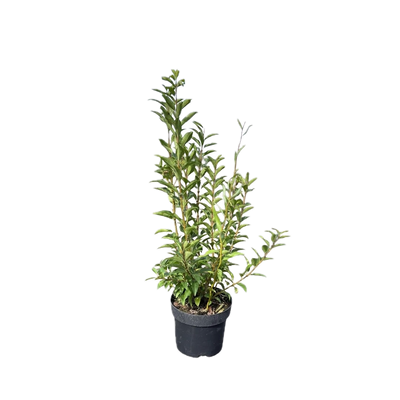 Chinees Klokje | Forsythia int. Week-End