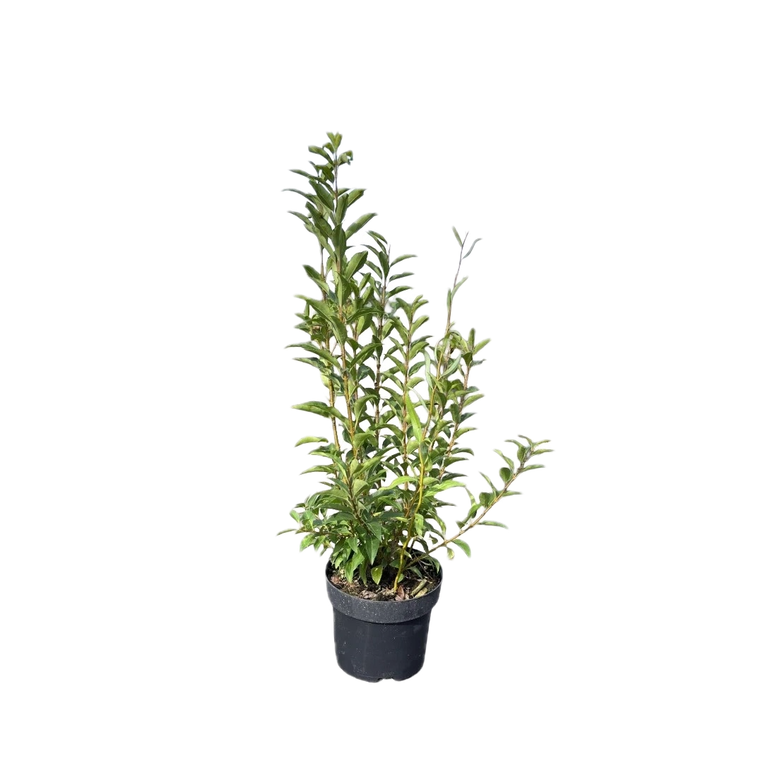 Chinees Klokje | Forsythia int. Week-End