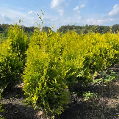 Conifeerhaag | Thuja occidentalis 'Golden Brabant'
