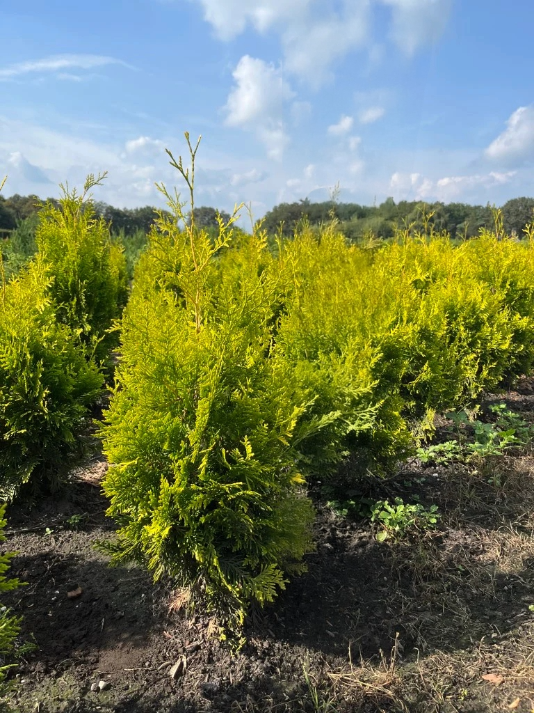 Conifeerhaag | Thuja occidentalis 'Golden Brabant'