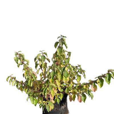 Rode Kornoelje | Cornus sanguinea 'Midwinter Fire'