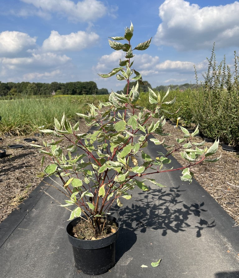 Bonte Kornoelje | Cornus alba 'Elegantissima'