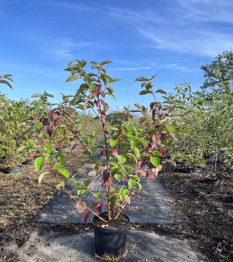 Kornoelje | Cornus alba 'Sibirica'