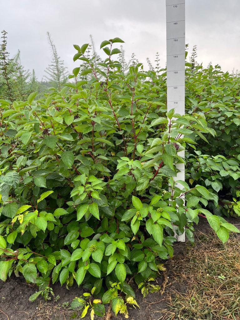 Kornoelje | Cornus alba 'Sibirica'