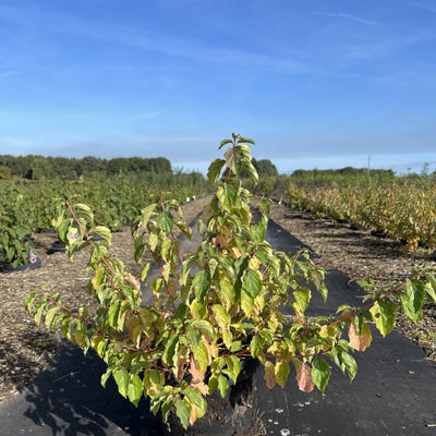 Rode Kornoelje | Cornus sanguinea 'Midwinter Fire'