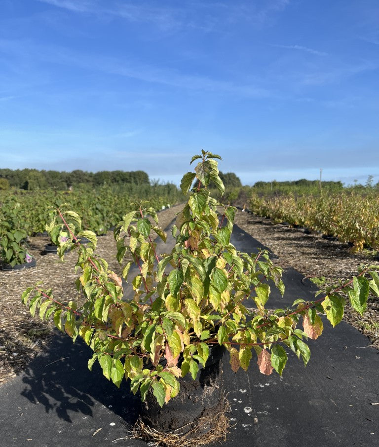 Rode Kornoelje | Cornus sanguinea 'Midwinter Fire'