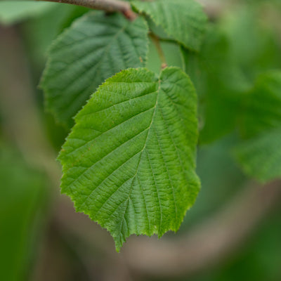 Corylus avellana