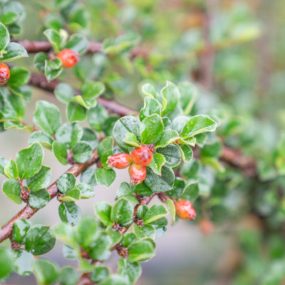Dwergmispel | Cotoneaster nanshan 'Boer'