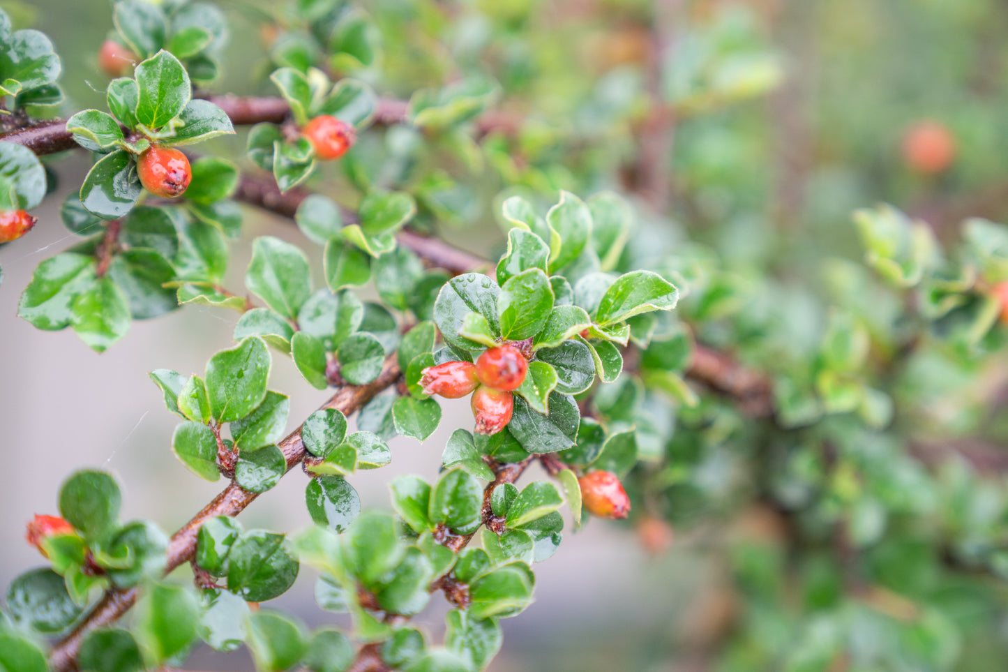 Dwergmispel | Cotoneaster nanshan 'Boer'