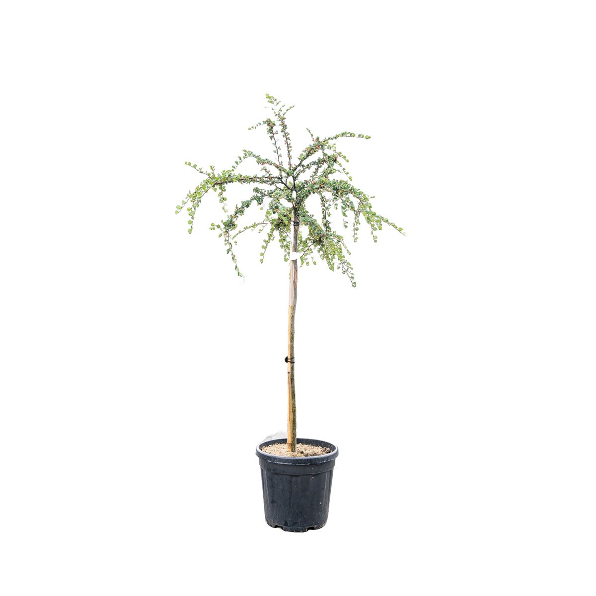 Dwergmispel | Cotoneaster nanshan 'Boer'