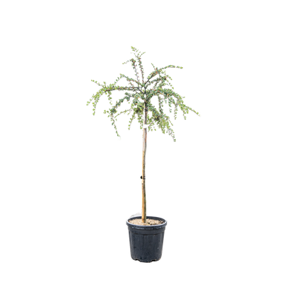 Dwergmispel | Cotoneaster nanshan 'Boer'