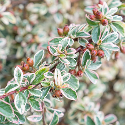 Dwergmispel | Cotoneaster suec. 'Juliette'