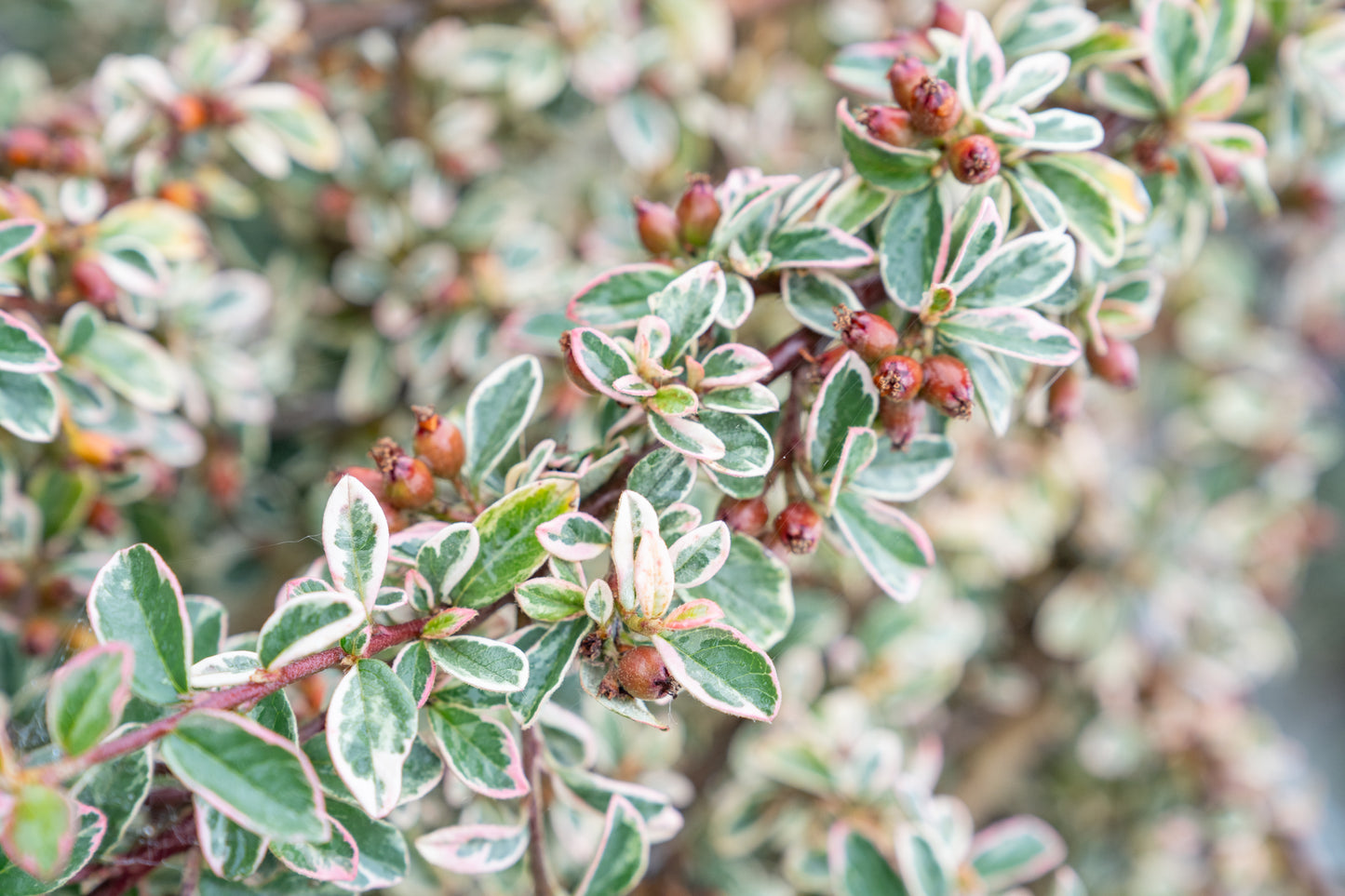 Dwergmispel | Cotoneaster suec. 'Juliette'