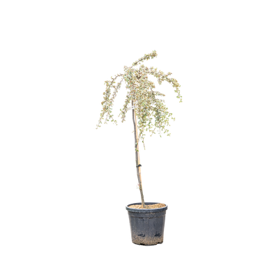 Dwergmispel | Cotoneaster suec. 'Juliette'