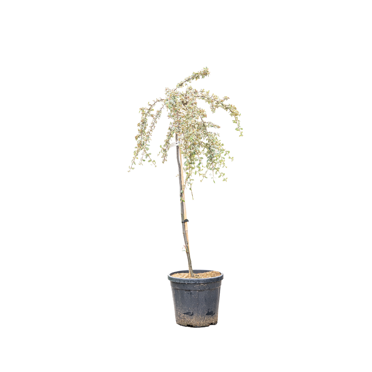 Dwergmispel | Cotoneaster suec. 'Juliette'