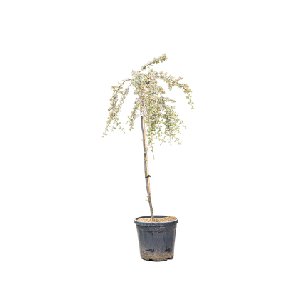 Dwergmispel | Cotoneaster suec. 'Juliette'