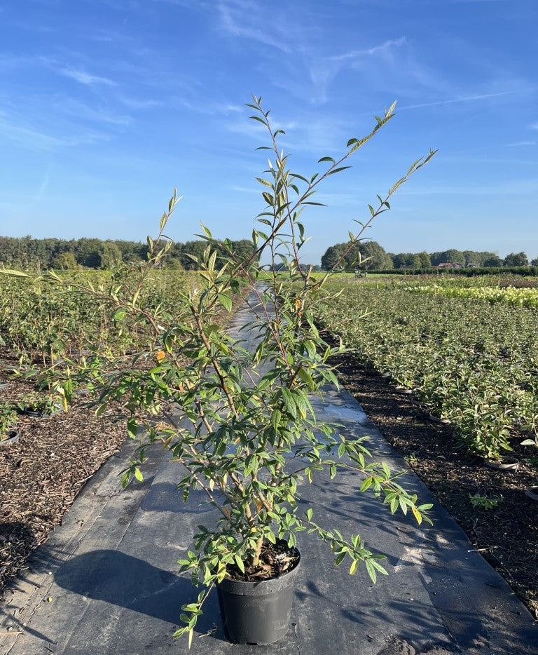Dwergmispel | Cotoneaster salicifolius 'Willeke'