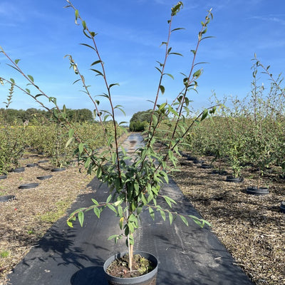 Dwergmispel | Cotoneaster salicifolius 'Willeke'