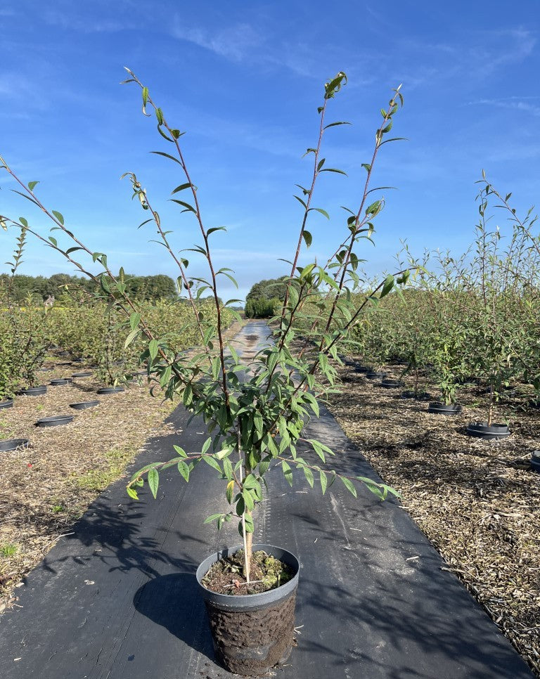 Dwergmispel | Cotoneaster salicifolius 'Willeke'